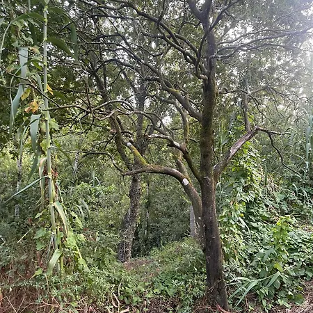 Nascente, Place In Nature Next To A Waterfall 度假居 *