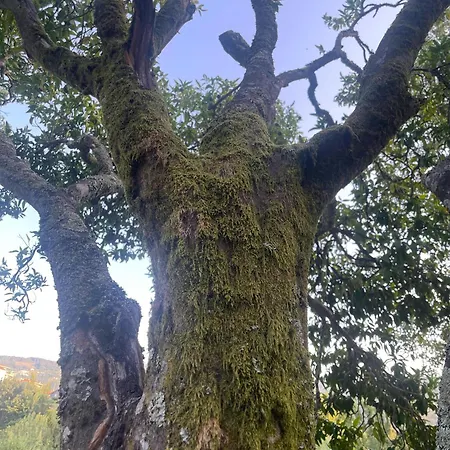 Nascente, Place In Nature Next To A Waterfall 度假居 Loureiro (Porto)