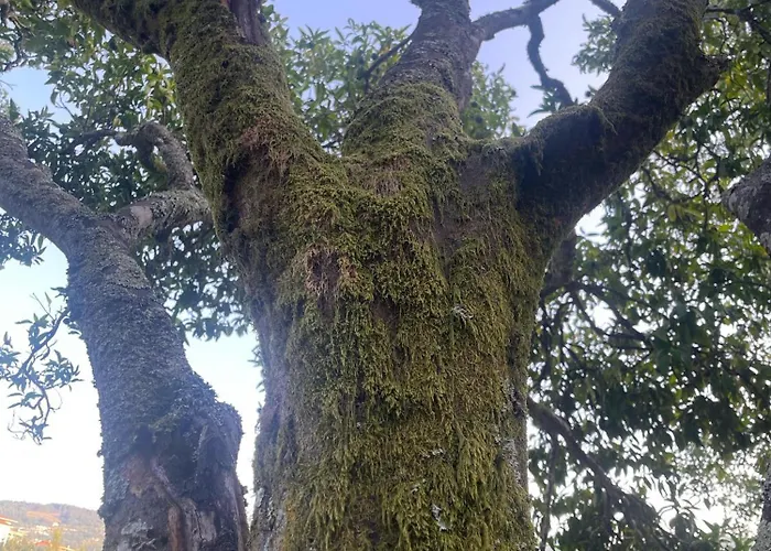 Nascente, Place In Nature Next To A Waterfall Dom wakacyjny Loureiro (Porto)